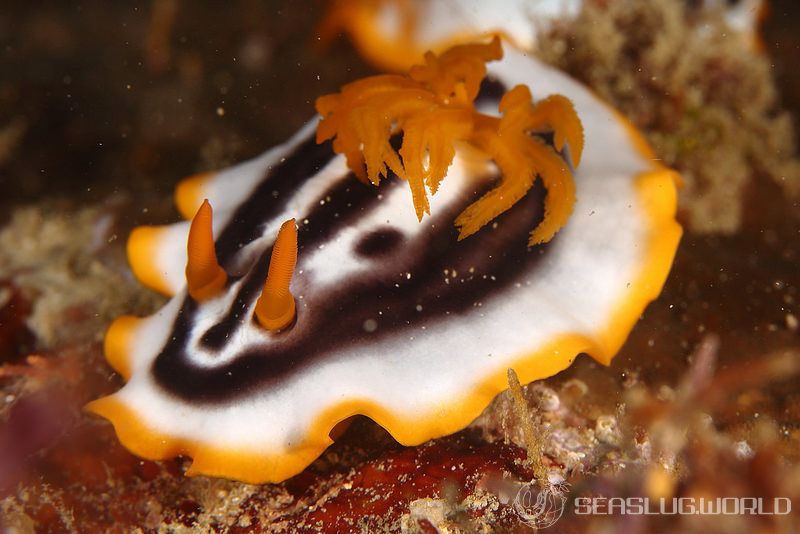 タイヘイヨウイロウミウシ Chromodoris sp. cf. africana