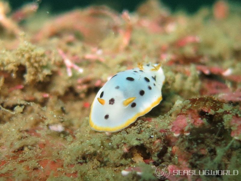 シロウミウシ Chromodoris orientalis