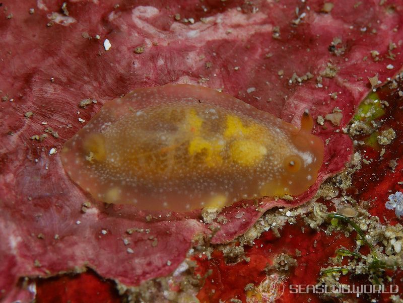 クロシタナシウミウシ属の一種 4 Dendrodoris sp. 4