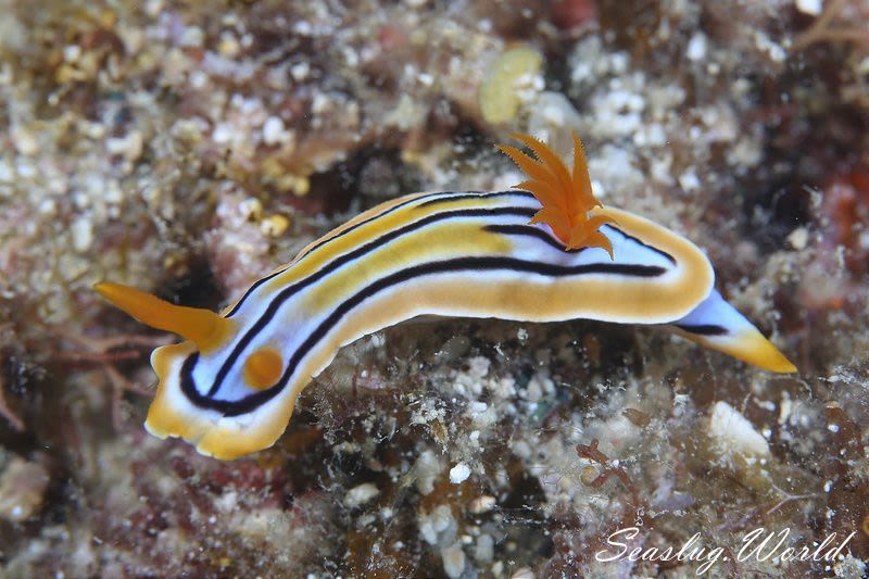 コールマンウミウシ Chromodoris Colemani 世界のウミウシ