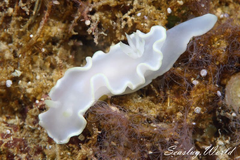 シロタエイロウミウシ Glossodoris buko