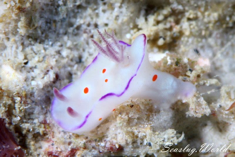 ニシキウミウシ Ceratosoma trilobatum