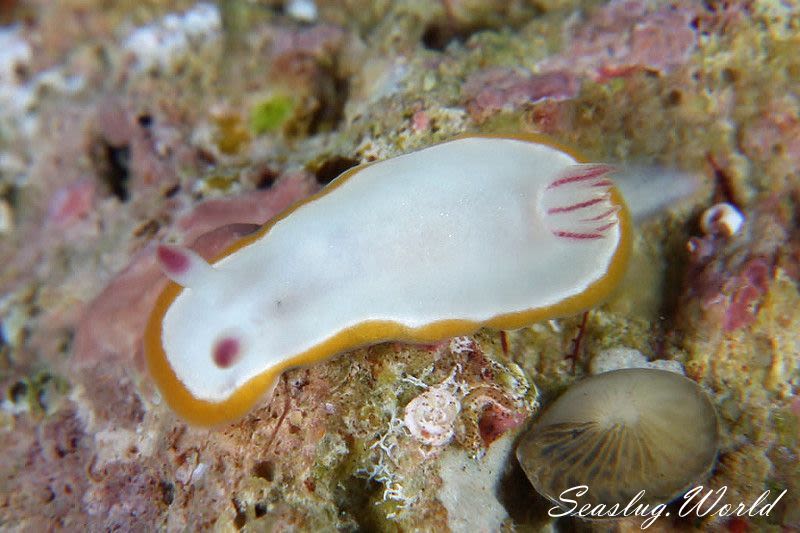 クリヤイロウミウシ Mexichromis mariei