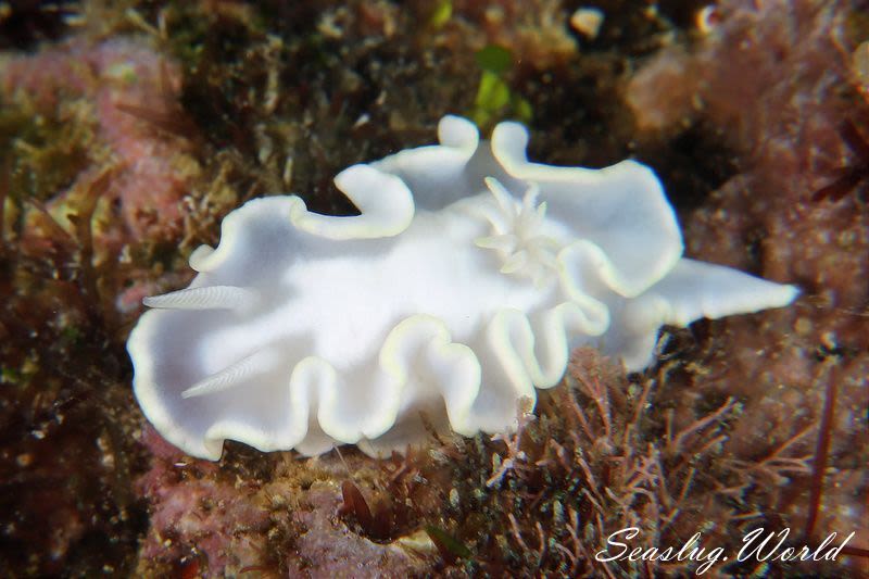 シロタエイロウミウシ Glossodoris buko