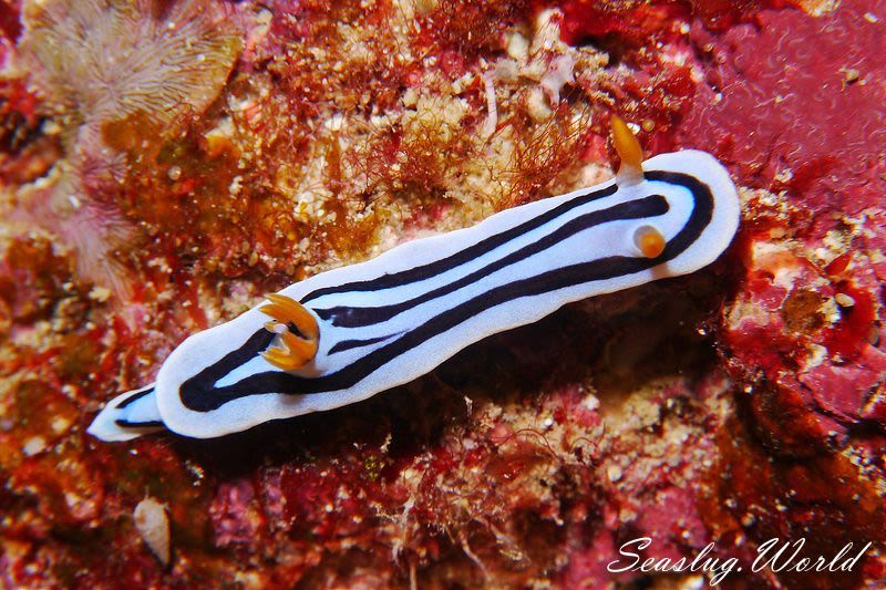 ミスジアオイロウミウシ Chromodoris lochi