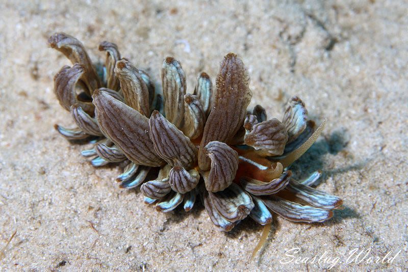 アカクセニアウミウシ Phyllodesmium Kabiranum 世界のウミウシ