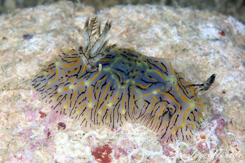 パイナップルウミウシ Halgerda Willeyi 世界のウミウシ