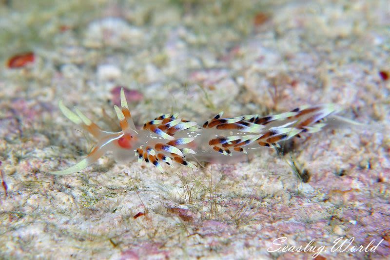 ヒブサミノウミウシ Caloria indica