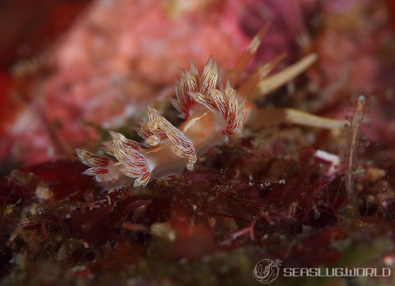 ハクセンミノウミウシ属の一種 3 Cratena sp. 3