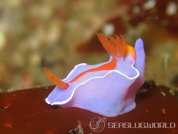 フタイロニシキウミウシ Ceratosoma bicolor