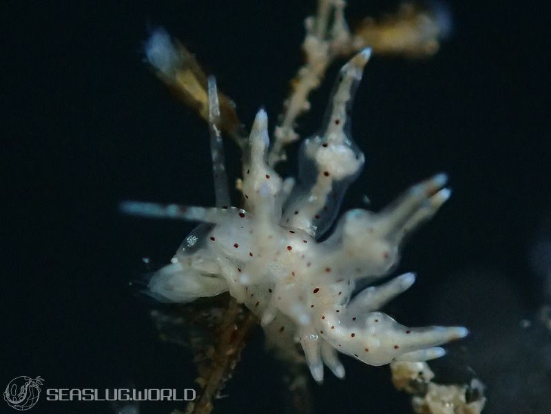 ホシアカリミノウミウシ Eubranchus sp. 5