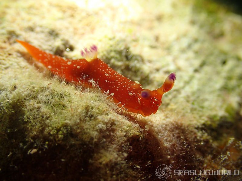 ニシキリュウグウウミウシ Martadoris limaciformis