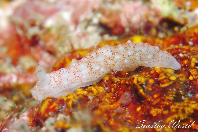 アマミキヌハダウミウシ Gymnodoris sp. 5