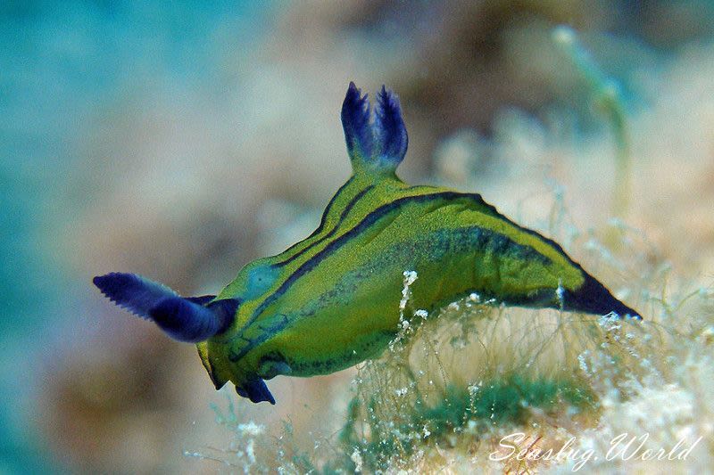 オオクチリュウグウウミウシ Tyrannodoris sp. 1