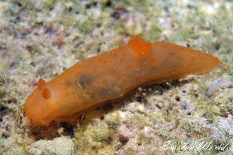 キヌハダウミウシ Gymnodoris inornata