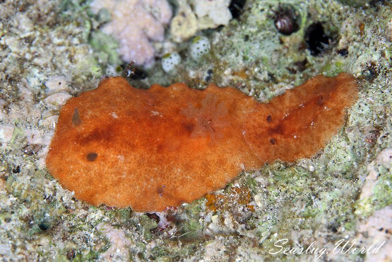 マダラクモガタウミウシ Platydoris inornata