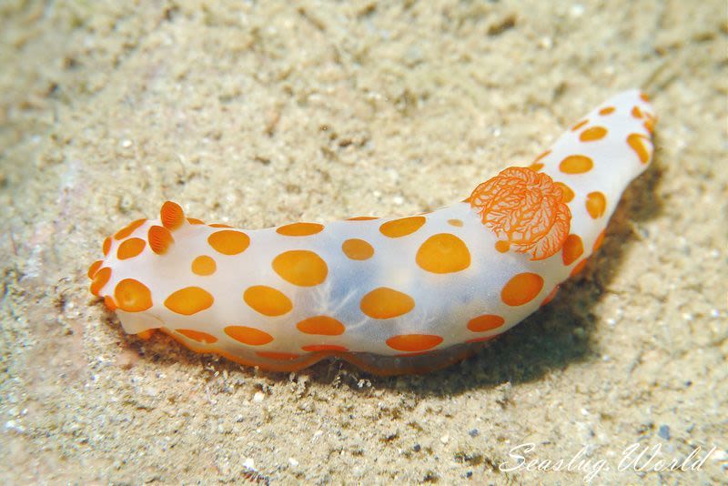 キイボキヌハダウミウシ Gymnodoris impudica