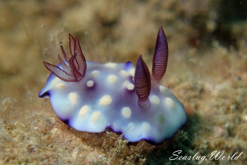 ユウグレイロウミウシ Goniobranchus hintuanensis