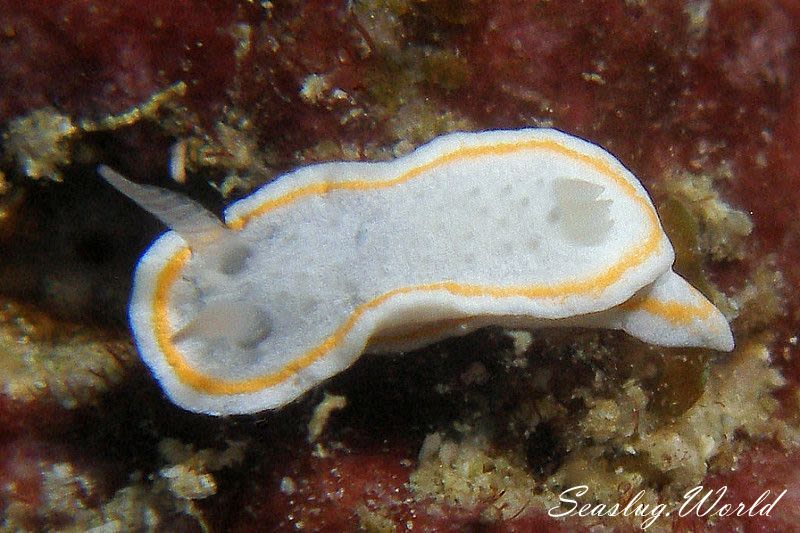 ミツイラメリウミウシ属の一種 2 Diaphorodoris sp. 2