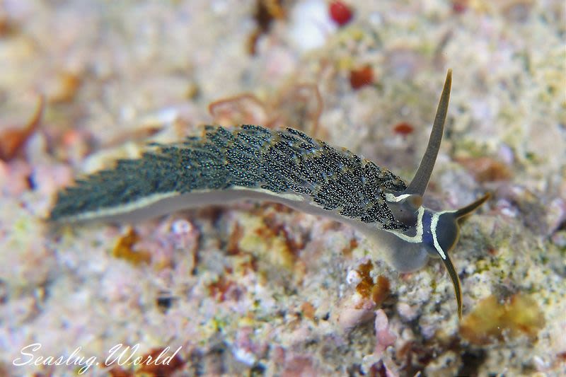 所属科不明のミノウミウシ類の一種 2 Aeolidioidea sp. 2