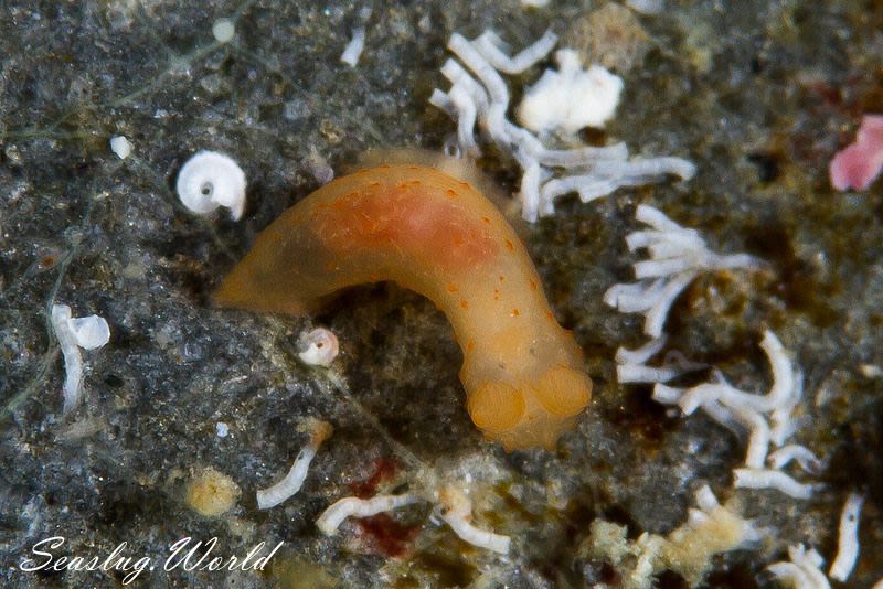 キヌハダモドキ Gymnodoris citrina