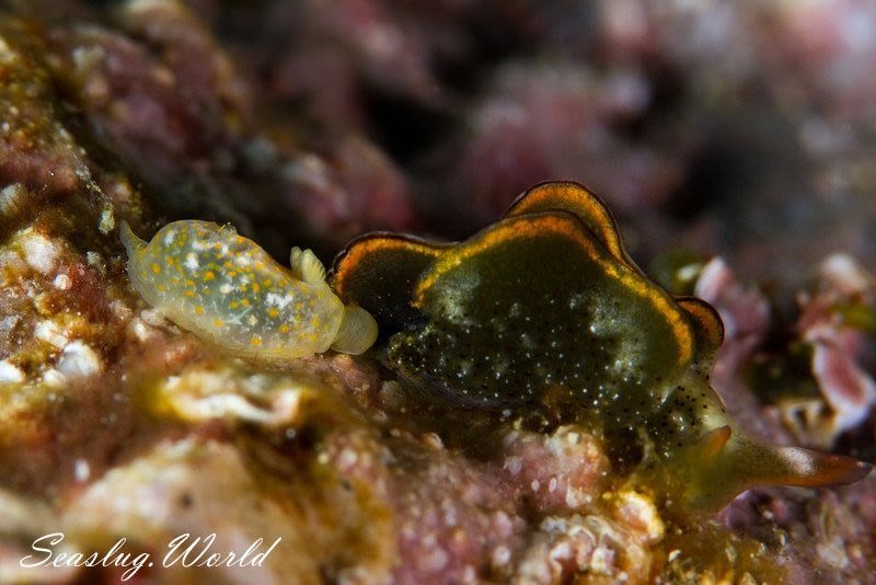 オキナワキヌハダウミウシ Gymnodoris okinawae