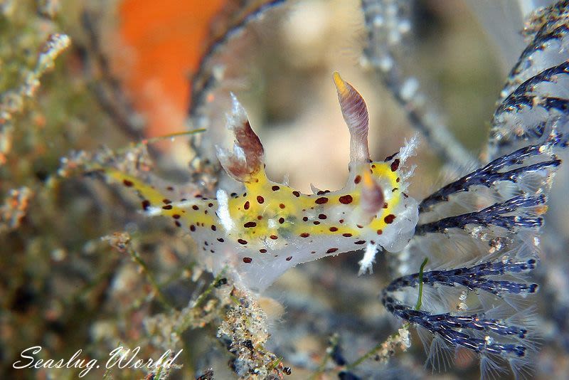 フジタウミウシ属の一種 6 Polycera sp. 6