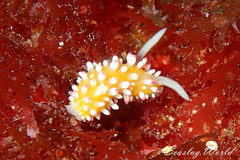 イガグリウミウシ Cadlinella ornatissima