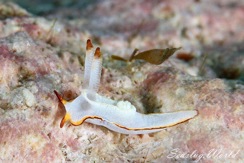 ケラマコネコウミウシ Pelagella longicornis