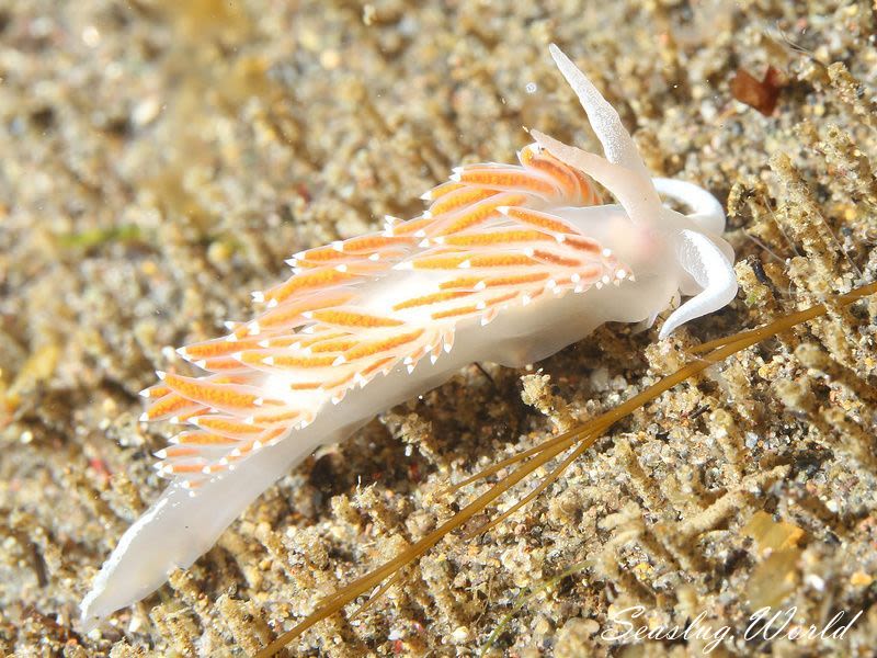 ホッカイミノウミウシ Coryphella pseudoverrucosa