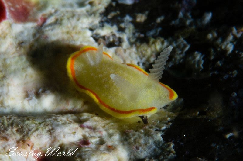 ミツイラメリウミウシ Diaphorodoris mitsuii