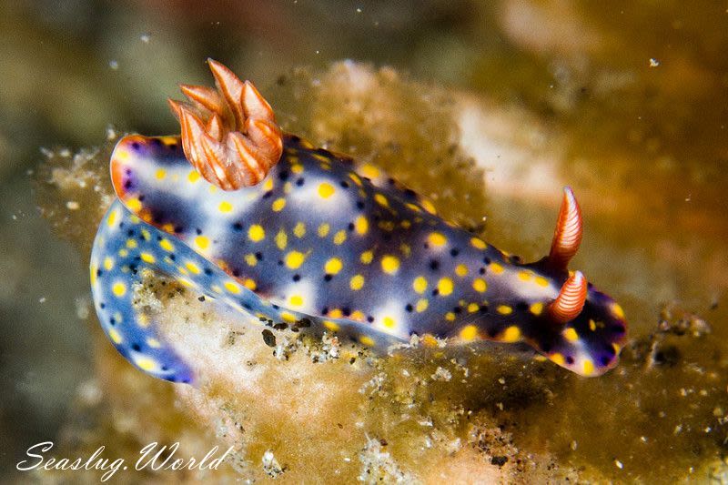 オダカホシゾラウミウシ Hypselodoris roo