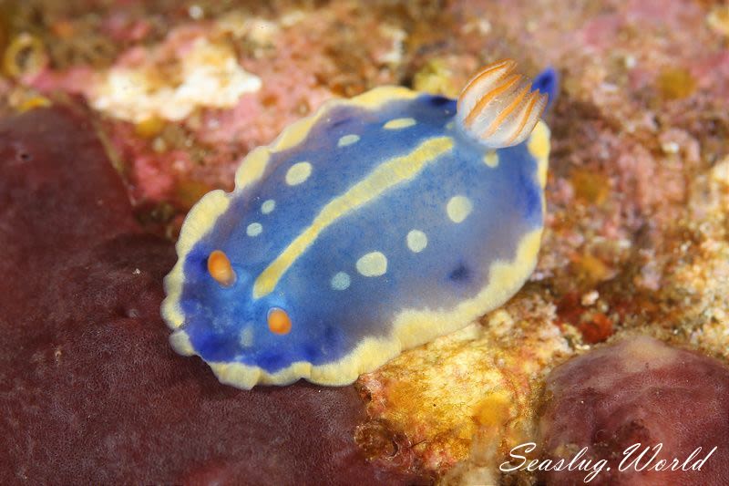 アオウミウシ Hypselodoris festiva