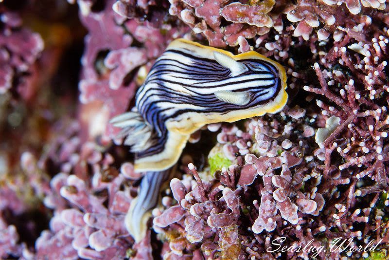 コンガスリウミウシ Chromodoris sp. 1