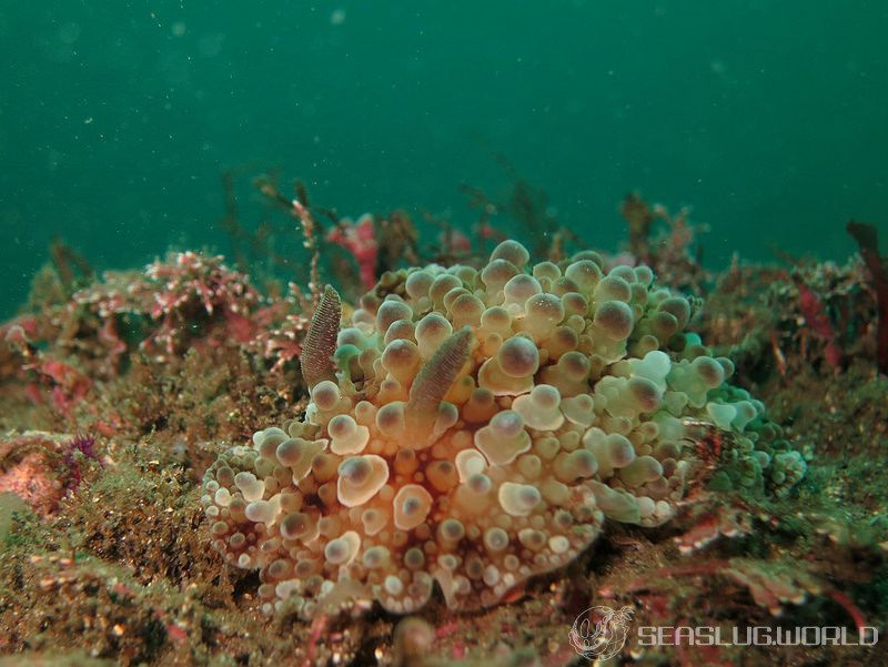 マンリョウウミウシ Carminodoris armata