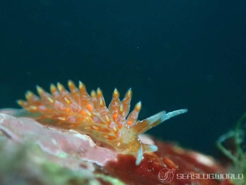 ホリミノウミウシ属の一種 26 Eubranchus sp.26