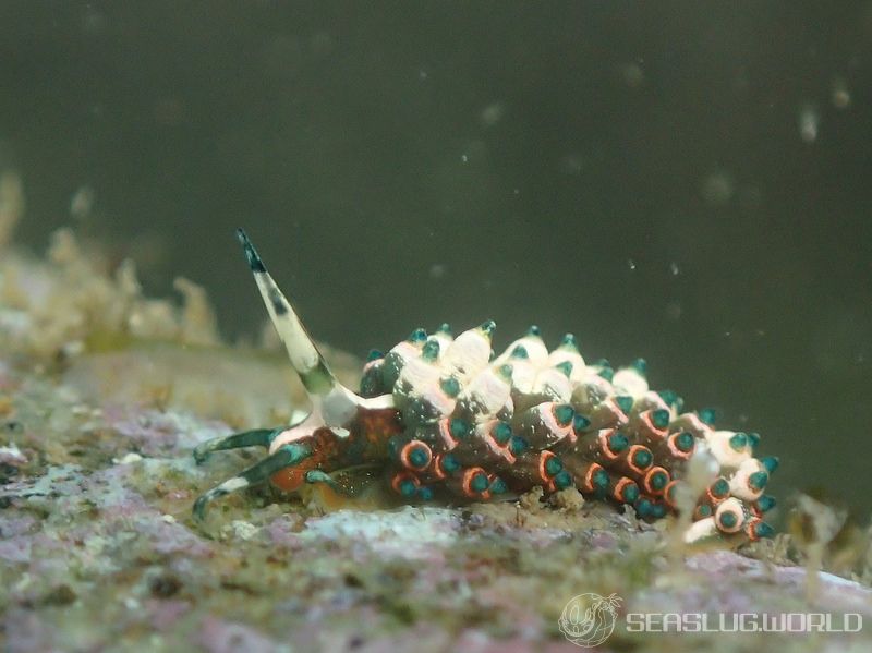 ターコイズミノウミウシ Eubranchus sp.11