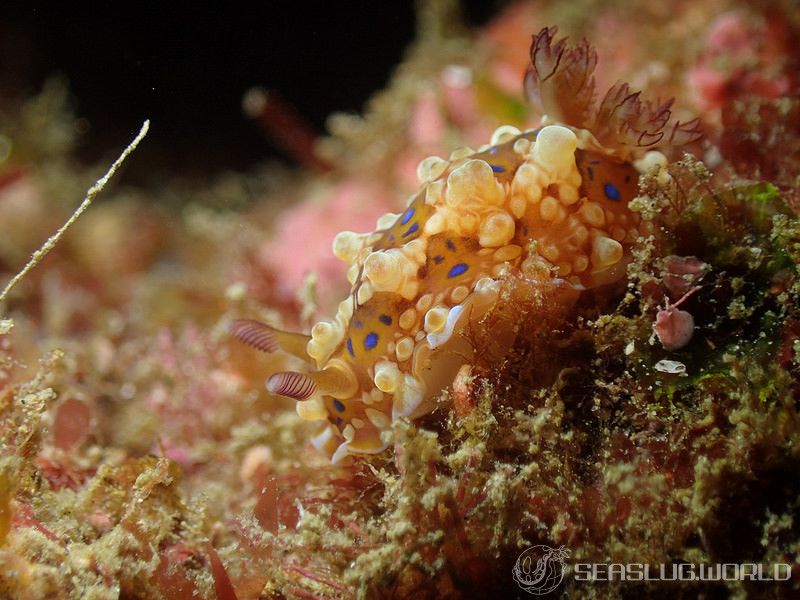 ミヤコウミウシ Dendrodoris krusensternii