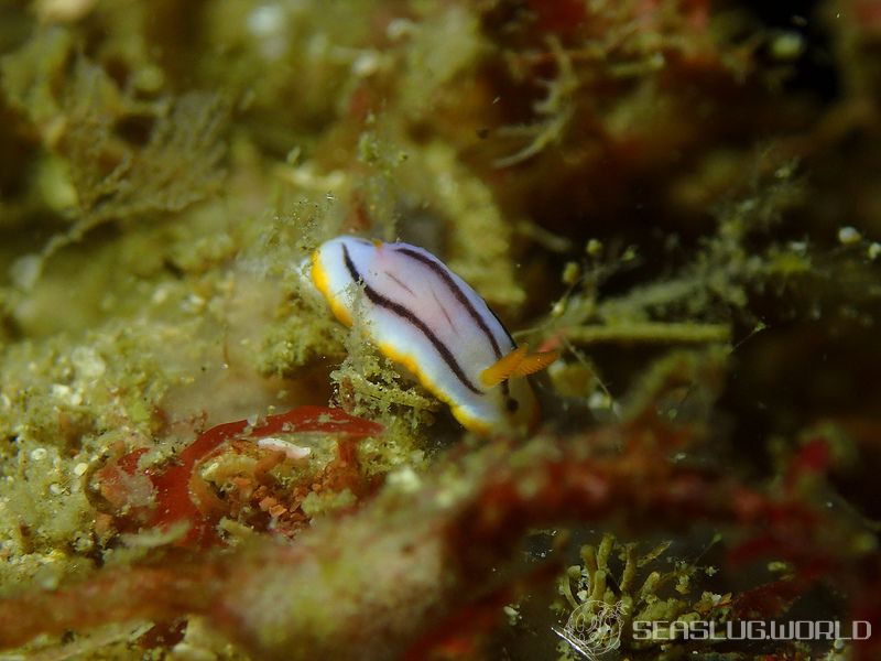 クロスジウミウシ Chromodoris sp. 6