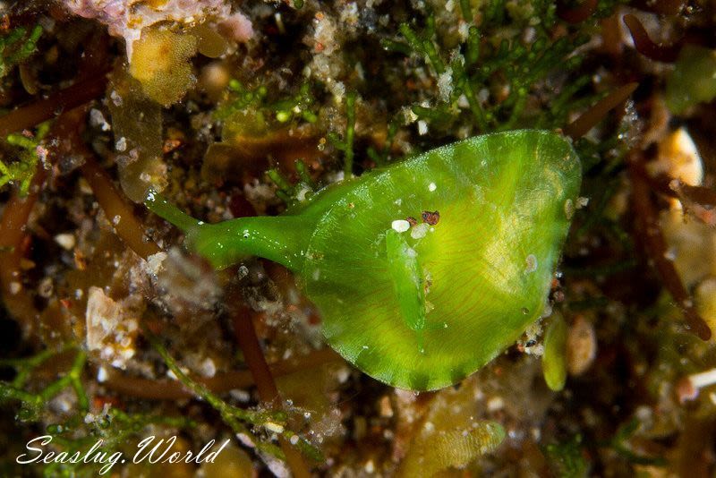 タマノミドリガイ Berthelinia limax