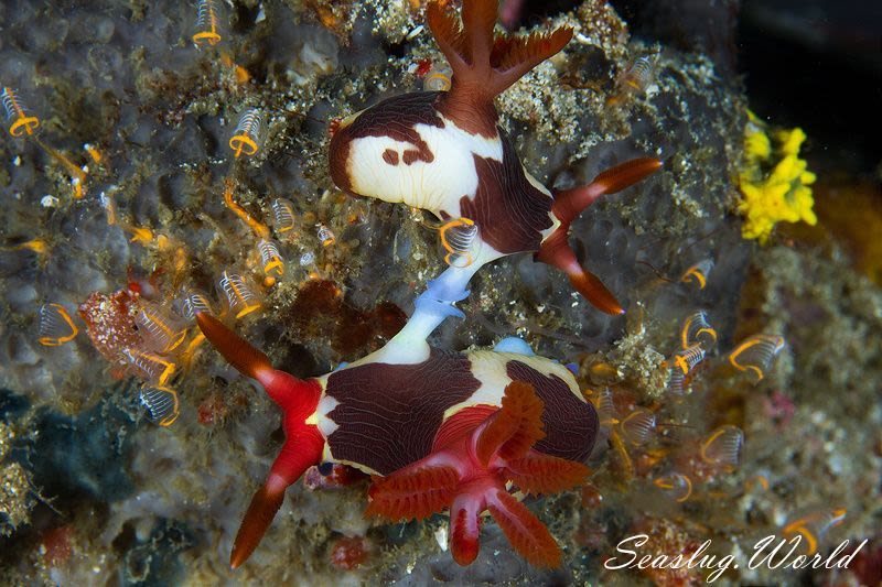 セグロリュウグウウミウシ Nembrotha chamberlaini