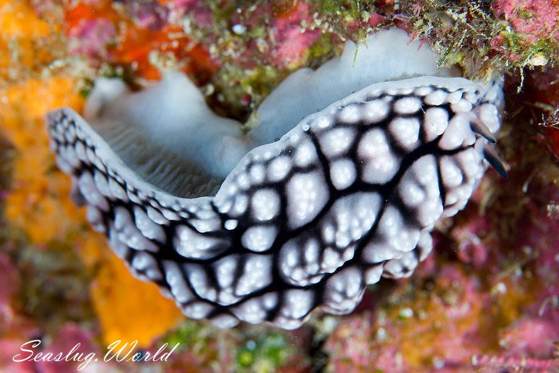 ツブツブコイボウミウシ Phyllidiopsis fissurata