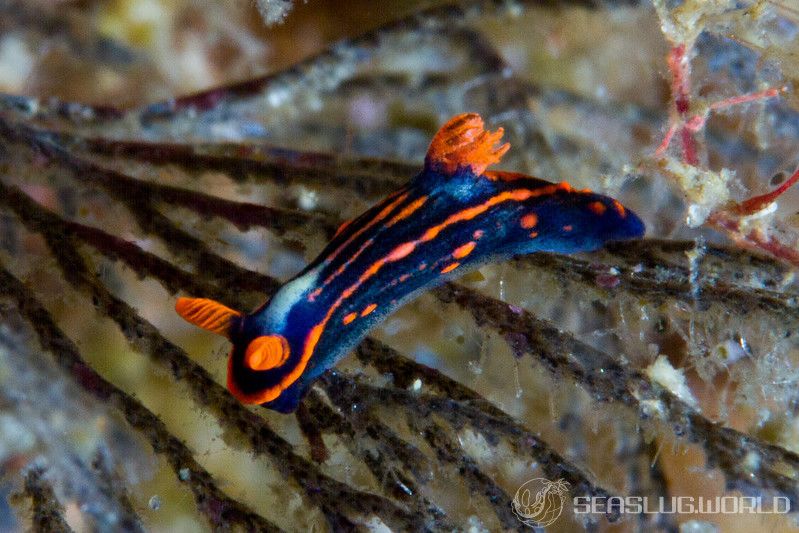 トウモンリュウグウウミウシ Nembrotha livingstonei