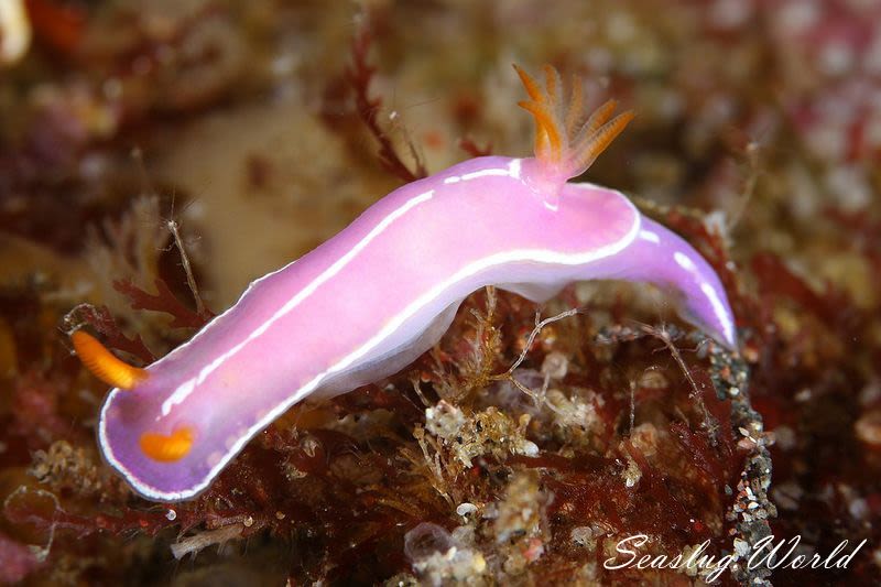 シモダイロウミウシ Hypselodoris shimodaensis | 世界のウミウシ シモダイロウミウシ Hypselodoris shimodaensis | 世界のウミウシ