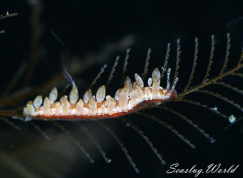 ホリミノウミウシ属の一種 3 Eubranchus sp. 3