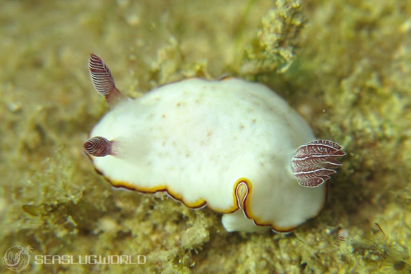 シラヒメウミウシ Goniobranchus sinensis