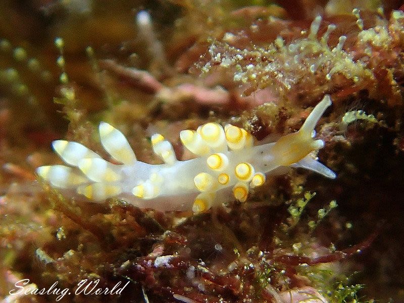 カトリオーナ・オセザキエンシス Catriona osezakiensis