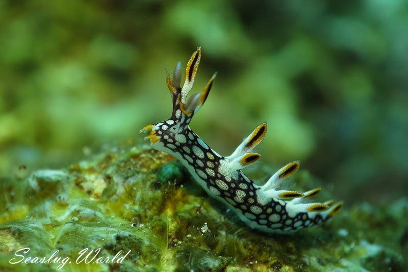 ヒオドシユビウミウシ Bornella anguilla