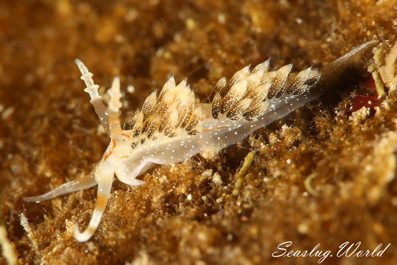 シャクジョウミノウミウシ Phidiana anulifera