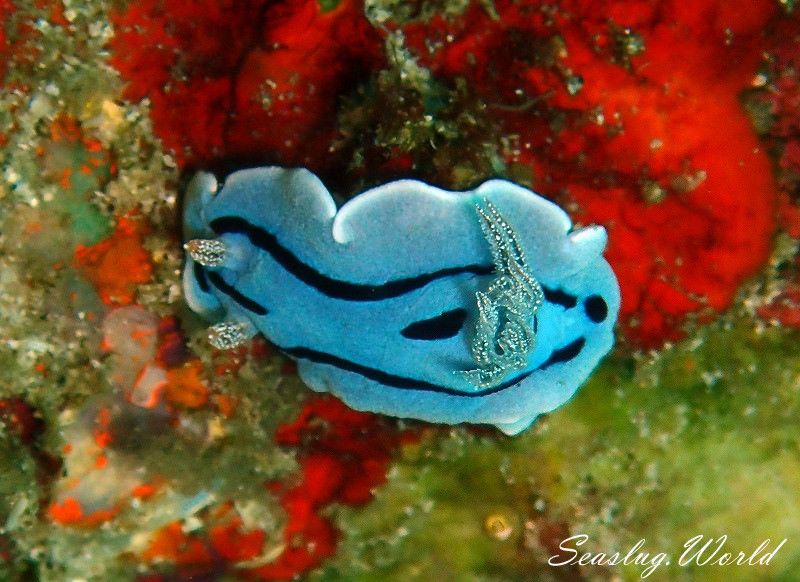 ミゾレウミウシ Chromodoris willani